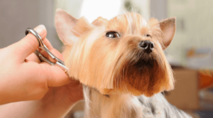 small dog being groomed and trimmed by vet associate
