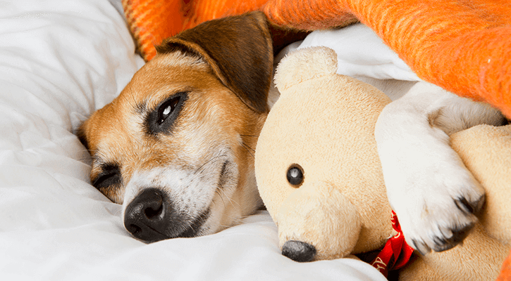 small brown and white dog tucked in under orange blanket cuddling a teddy bear